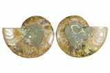 Cut & Polished Crystal-Filled Ammonite Fossil - Madagascar #354112-1